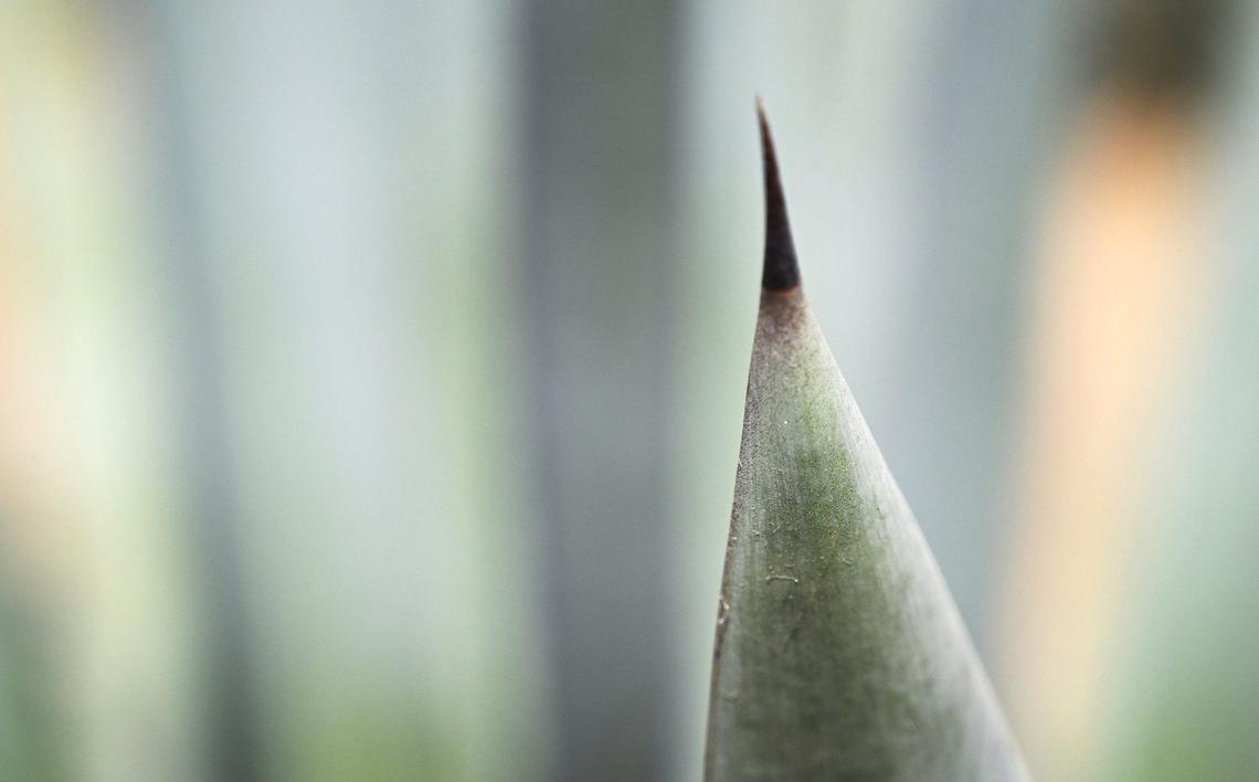 A spine from an agave plant is seen on Woolf Farming’s land Monday, Aug. 12, 2024. Stuart Woolf hopes the agave crop planted culd be the next big thing in the San Joaquin Valley.,