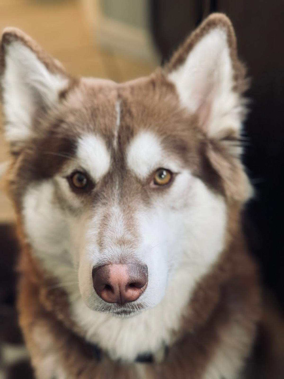 Momo is one of four full-bred Huskies who are owned by Gary and Arlette Jacobs and have become a popular north Fresno neighborhood attraction for their tendency to stare out from an upstairs window and “sing” to anyone willing to stop and listen.
