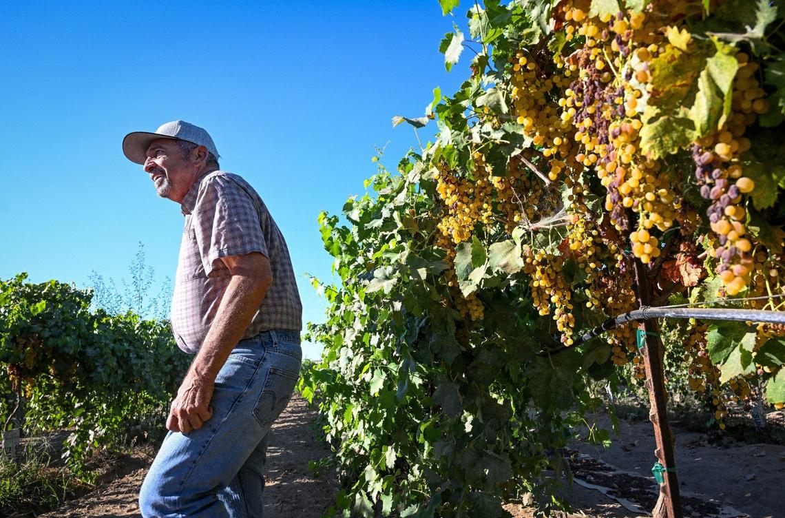 Longtime raisin grower Dwayne Cardoza checks on a row of hybrid raisin grapes that dry on the vine rather than on trays in the sun, at his ranch southwest of Fresno on Wednesday, Aug. 21, 2024. The new variety reduces the labor it takes to prune and dry the raisins.