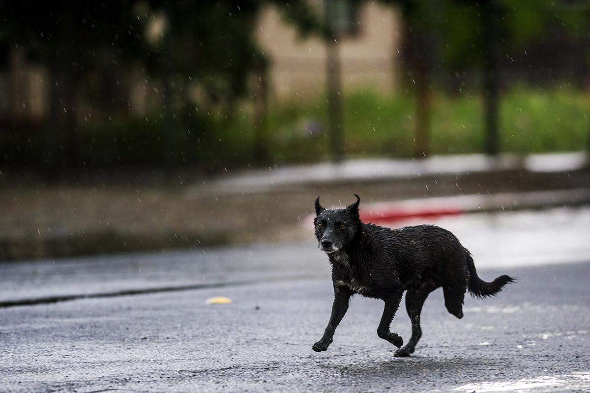 A three-legged dog runs along West 11th Street near Martin Luther King Jr. Way during a heavy rain storm in Merced, Calif., Thursday, May 7, 2015.