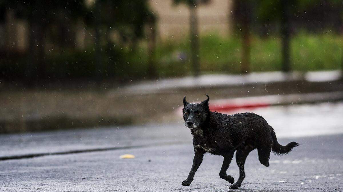 A three-legged dog runs along West 11th Street near Martin Luther King Jr. Way during a heavy rain storm in Merced, Calif., Thursday, May 7, 2015.
