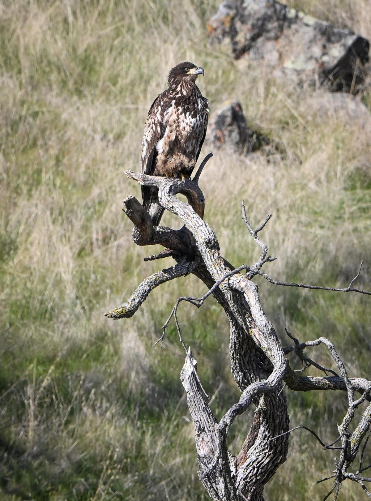 What appears to be a juvenile bald eagle sits atop a tree facing Millerton Lake as seen during the Millerton Lake eagle tour program on Sunday, Feb. 2, 2025. The bird was one of two first-year juvenile birds not seen before in the area.