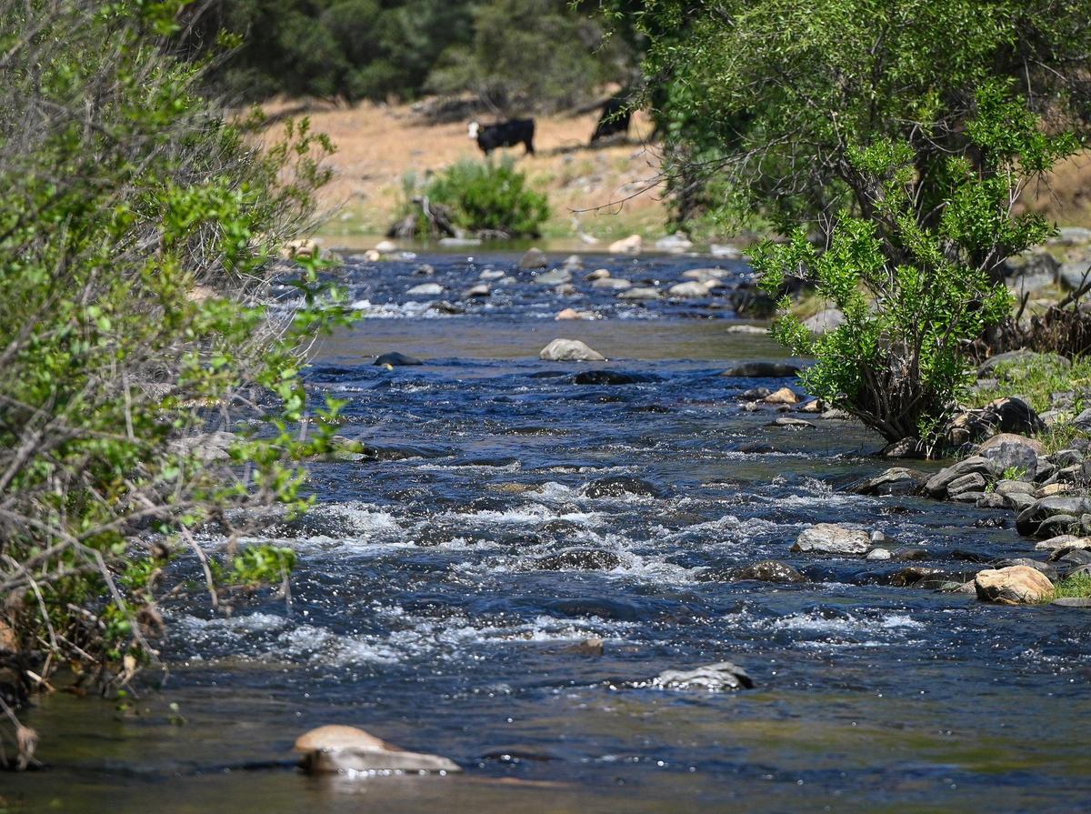 Cattle graze in the background as the the Fresno River flows downstream near the old Grub Gulch mining town off Road 600 in Madera County on Wednesday, May 27, 2022. The Wright Ranch was recently acquired as a conservation easement by the Sierra Foothill Conservancy.