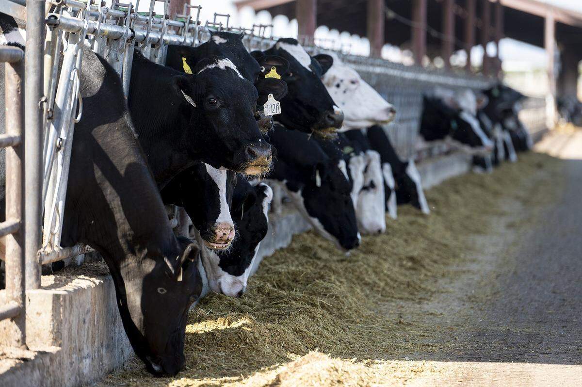 Dairy cows feed at Hillcrest Dairy, located in Merced County, in 2022.