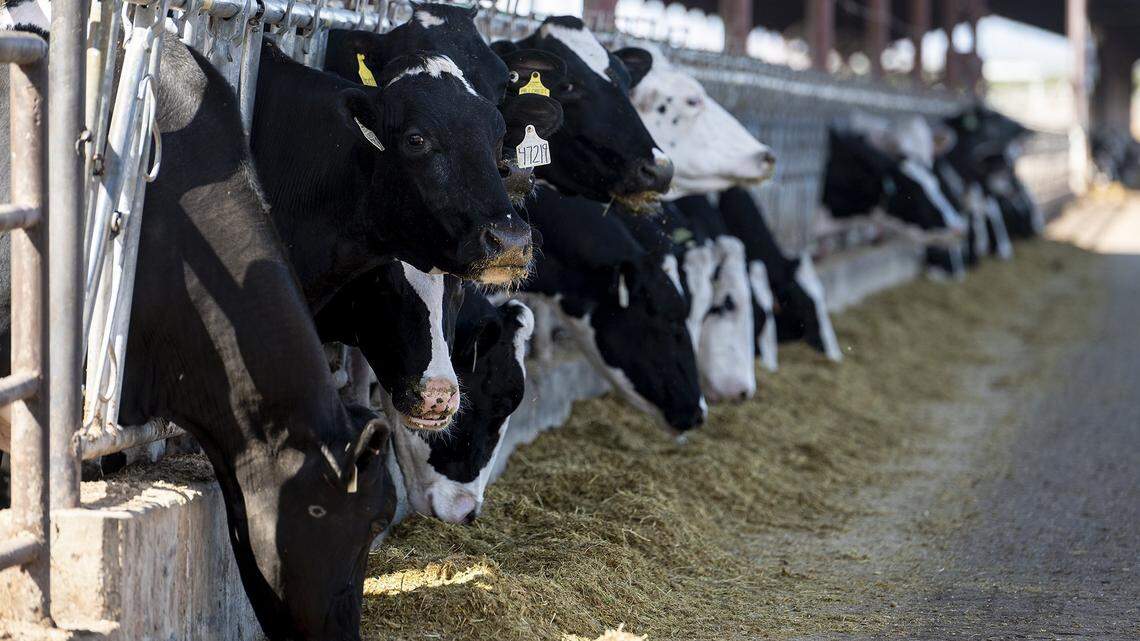 Dairy cows feed at Hillcrest Dairy, located in Merced County, in 2022.