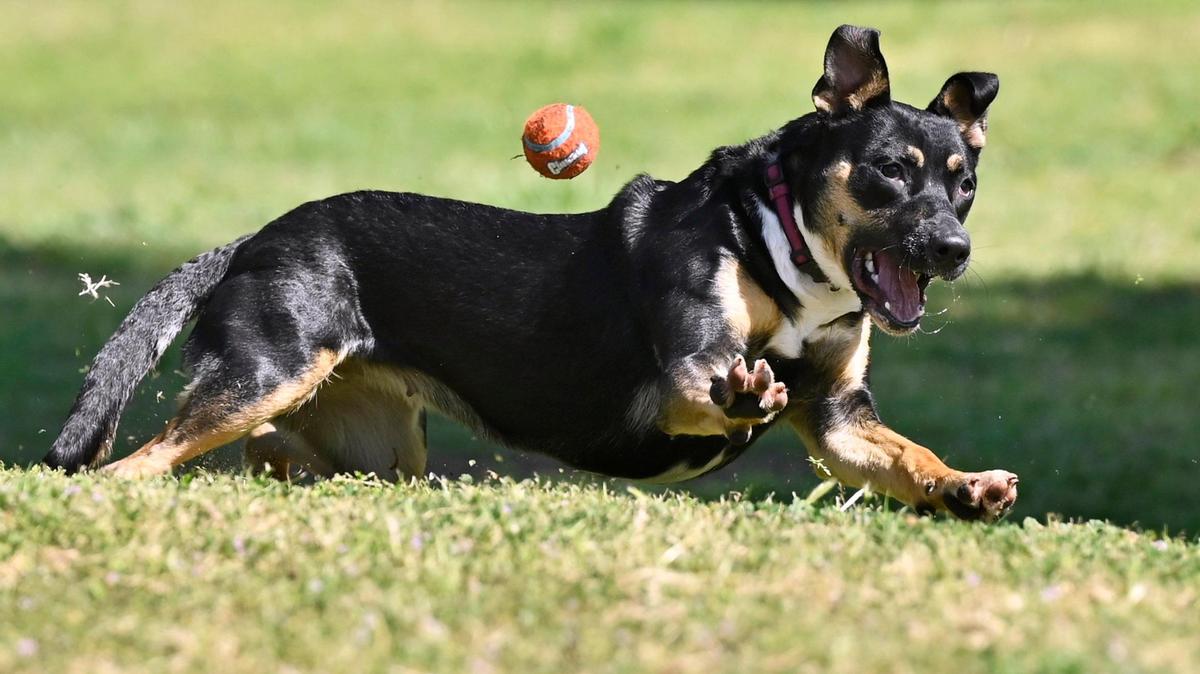 Meg the rescue mutt chases a ball thrown by Chris Jorn at Letterman Park’s dog park Wednesday, April 9, 2025 in Clovis. The City of Clovis has established two dog parks for dogs to run unleased. The other dog park is located at Sierra Bicentennial Park.
