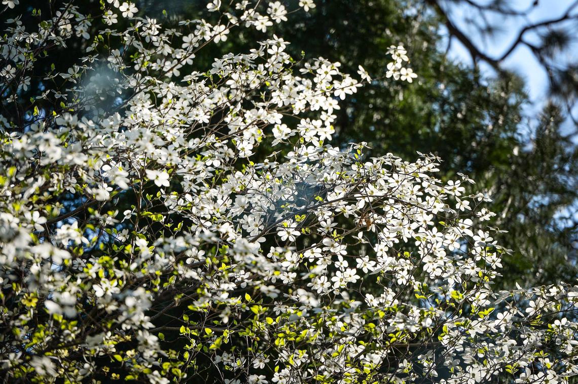 Dogwood blooms reflect waning sunlight in Yosemite Valley on a spring day on Friday, April 23, 2021.