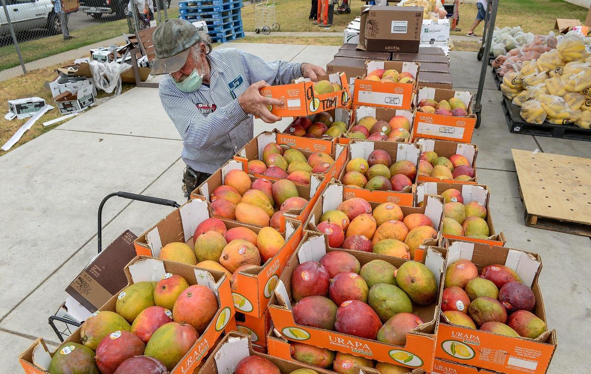 Tony Pilotti of Fresno picks up a box of mangos from a food distribution at Feed My Sheep Ministries in west Fresno on Friday, June 5, 2020. Coronavirus protocols kept groups and individuals separated and using masks to reduce the chances of contracting the disease.