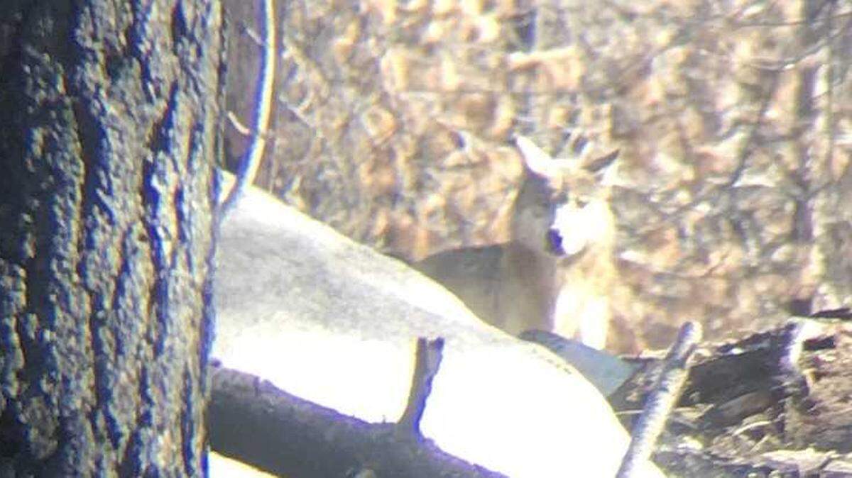 An image taken from video, a wolf is spotted July 6, in the wilderness of Sequoia National Forest in Tulare County by Michelle Harris and Samantha Winiecki-Love of Colibri Ecological Consulting. State wildlife officials say the wolf belongs to a pack that has been confirmed in the area and is at least 200 miles from the nearest known pack in northeastern California.