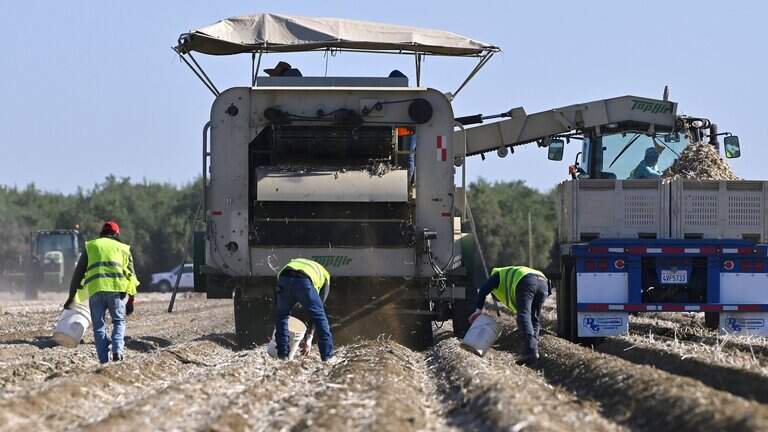 ‘Garlic everywhere.’ Follow pungent plant’s path from Central Valley to U.S. kitchens