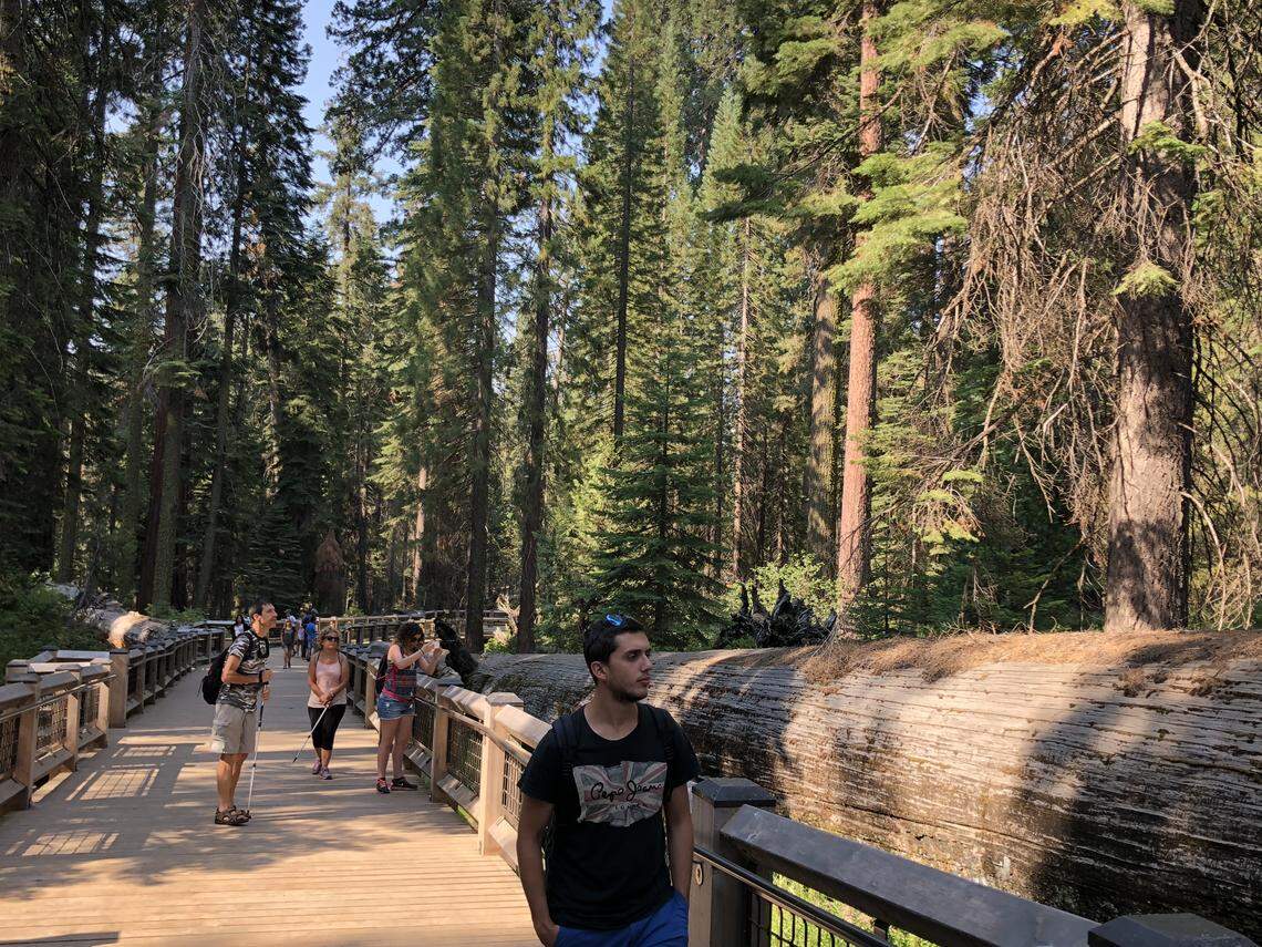 A throng of visitors and tourists greeted the reopening of Mariposa Grove of Giant Sequoias on Monday, Aug. 13, 2018. The park had been closed for weeks due to the Ferguson Fire.