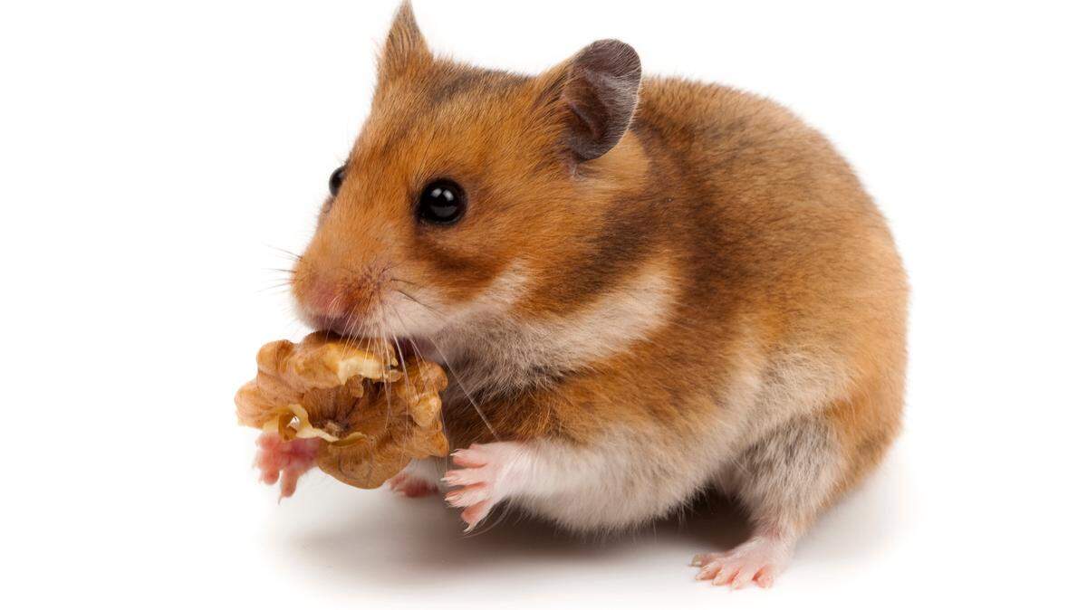 Golden, or Syrian Hamster, Goldhamster (Mesocricetus auratus)