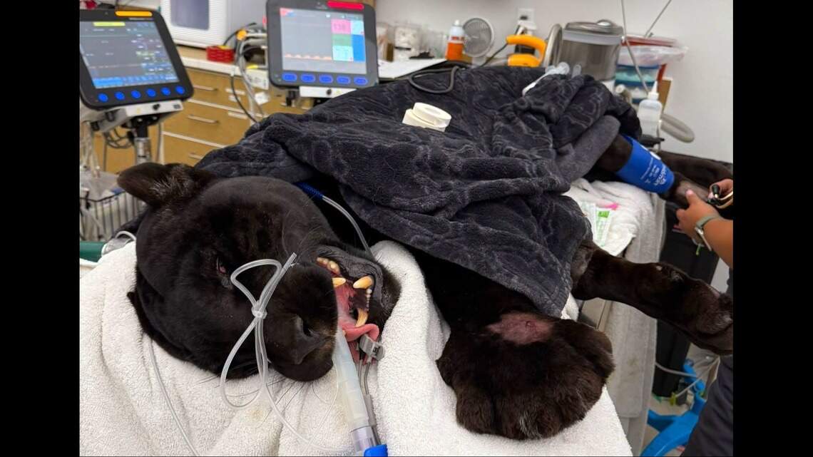 Jaguar at California wildlife sanctuary dies from 2 rattlesnake bites. ‘Huge loss’