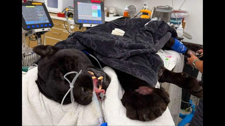 Jaguar at California wildlife sanctuary dies from 2 rattlesnake bites. ‘Huge loss’