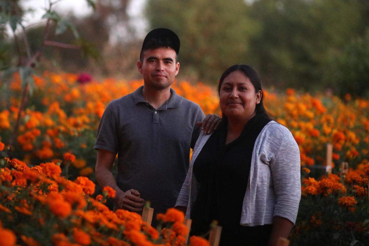 Residentes del área como los esposos Alejandro Torres y Alejandra García, son solo algunos de los miembros del jardín comunitario en Fresno que tienen parcelas llenas con la flor de cempasúchil ya sea para uso personal y también para vender ya que se acerca la celebración de Dia de los Muertos.