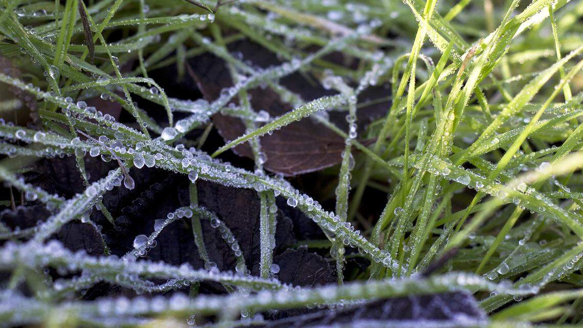 Water droplets freeze on blades of grass along Bear Creek during a chilly Friday morning in Merced, Calif., on Jan. 2, 2015.