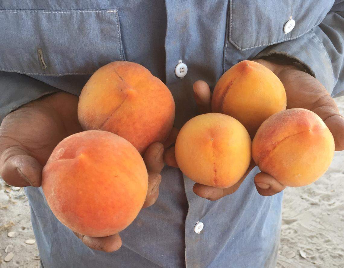 David Masumoto holds some of his 2019 crop grown on his farm.