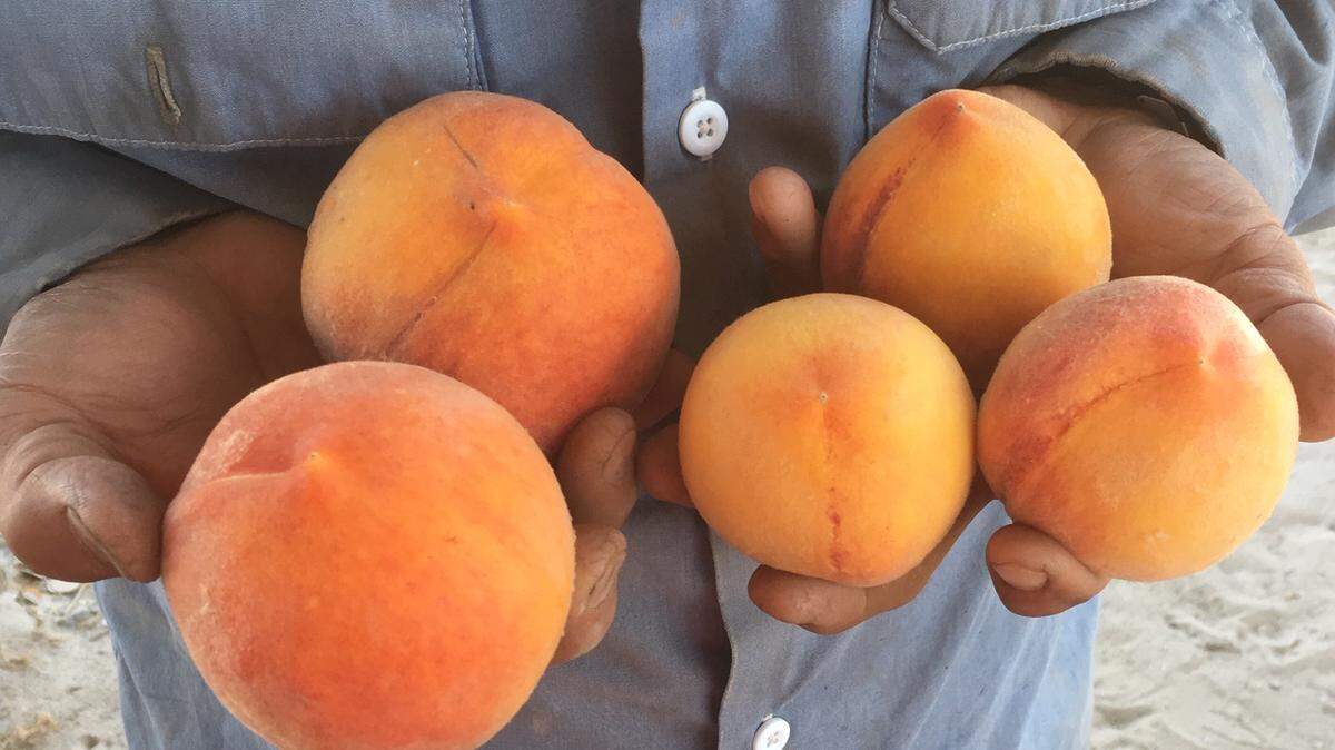 David Masumoto holds some of his 2019 crop grown on his farm.