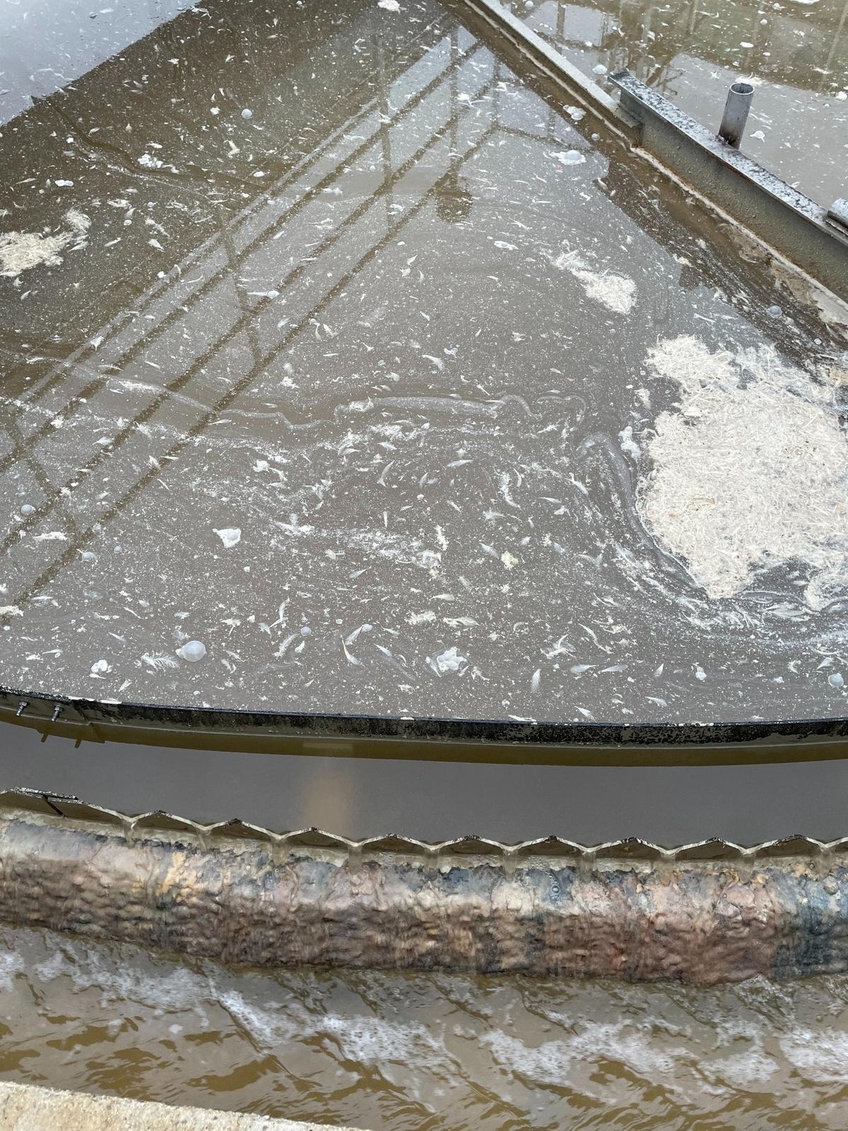 City staff alerted Pitman Farms officials in a March 29, 2024 email that an “excessive amount of feathers” were ending up in city of Sanger industrial clarifier at city’s wastewater plant.