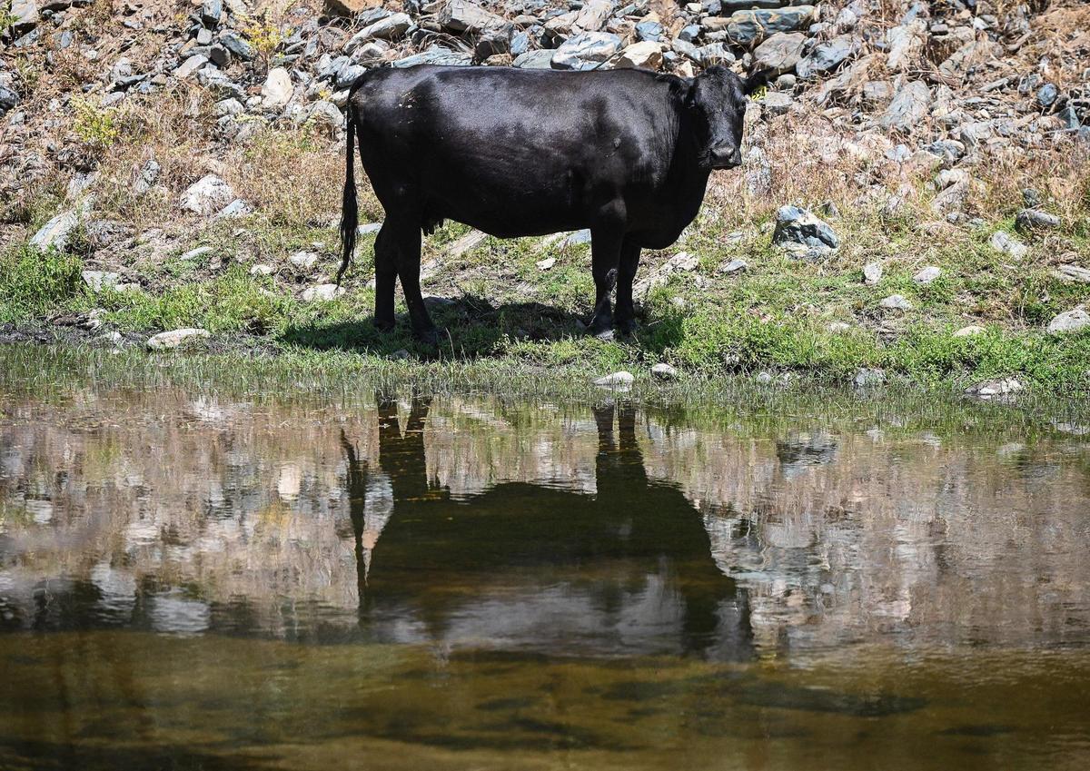 A cow grazes near the Fresno River and the old Grub Gulch mining town off Road 600 in Madera County on Wednesday, May 27, 2022. The Wright Ranch was recently acquired as a conservation easement by the Sierra Foothill Conservancy.