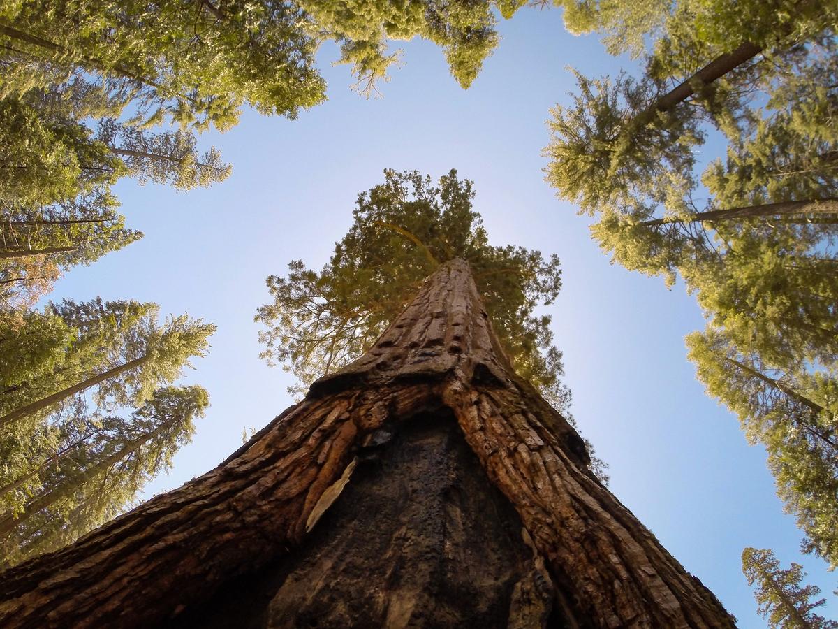 The California Tunnel Tree, a giant sequoia in Yosemite National Park's Mariposa Grove, on Tuesday, June 12, 2018.