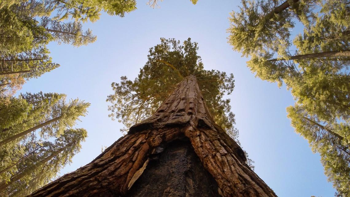Yosemite’s park projects for 2021: Trails, giant sequoias, honoring diverse pioneers