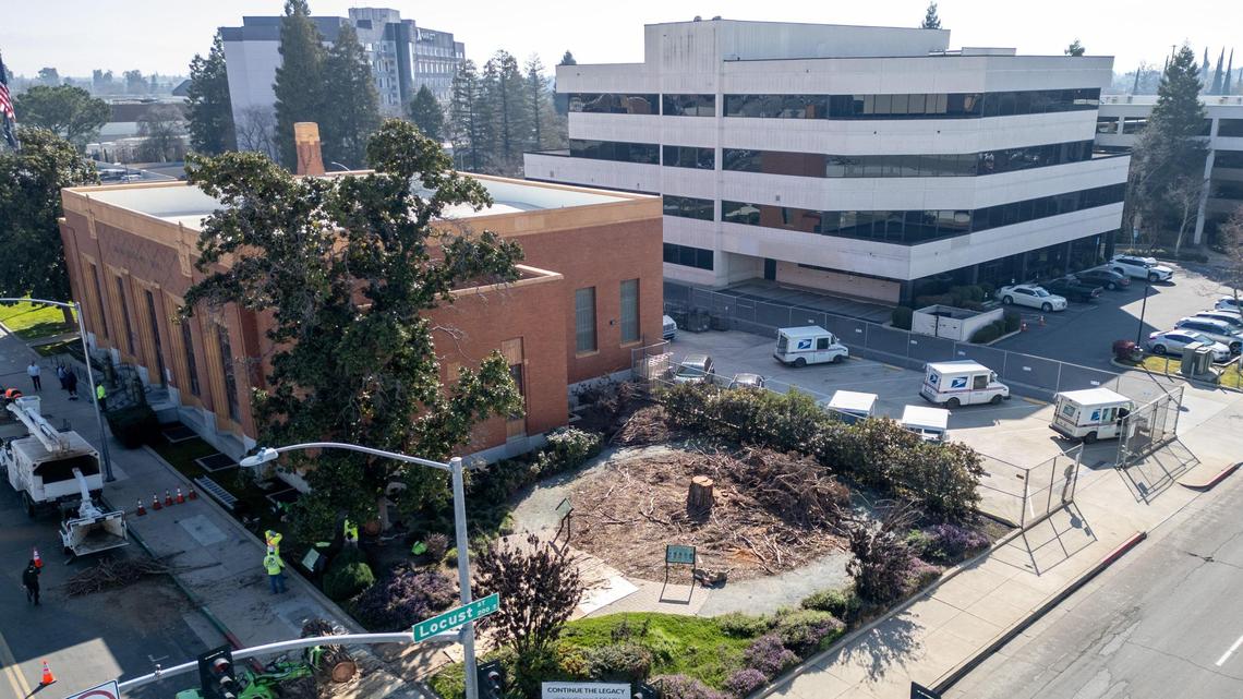 A trunk is all that remains in this drone image after the Legacy Tree giant sequoia tree was removed downtown Visalia on Saturday, Feb. 22, 2025. The 93-year-old tree was cut down due to a fungal infection.