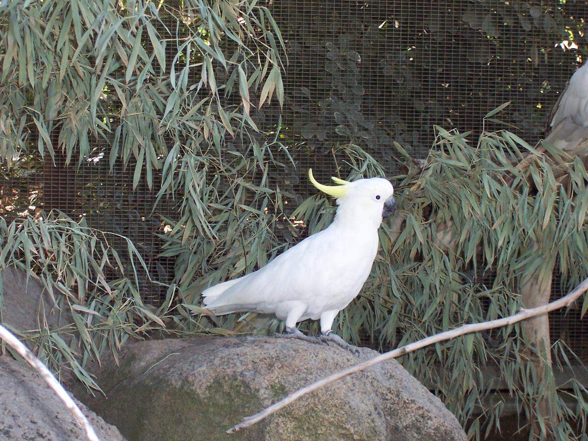 Fresno Chaffee Zoo reported two birds — a lesser sulphur-crested cockatoo as shown and a Nicobar pigeon — were stolen from the zoo’s Australian Asian Aviary around 4:30 a.m. Sunday.
