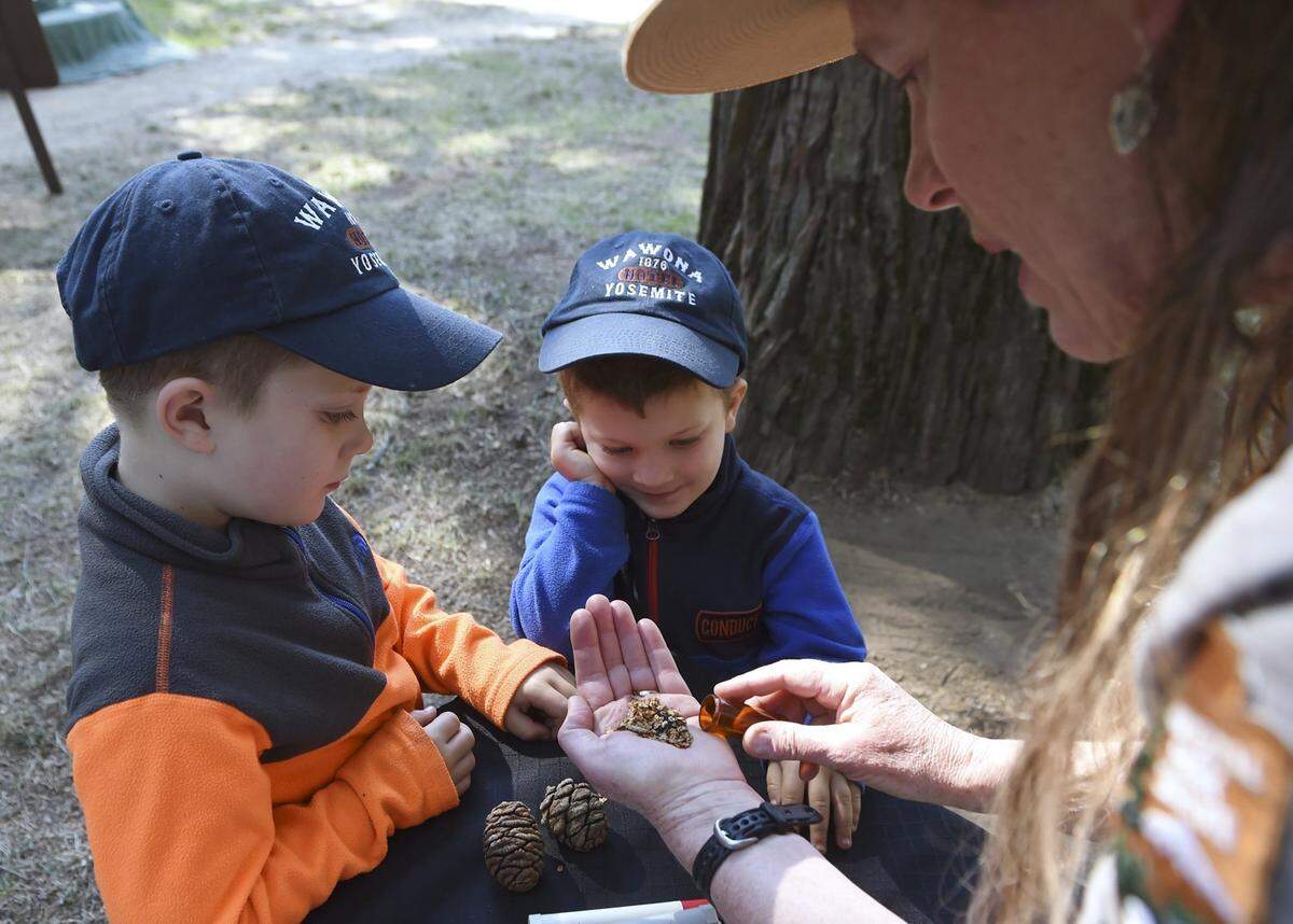 Children listen as interpretive ranger Shirley Spencer talks about giant sequoia cones during a Junior Ranger talk in Yosemite's Wawona in August of 2016.