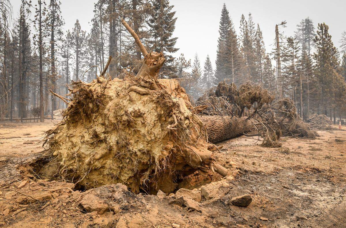 A large unburned tree is seen knocked over in the Camp Silver Fir area on the north of Huntington Lake on Sunday, Sept. 13, 2020. Fire officials said a fire tornado blew through the area at some point last week burning cabins and knocking down many trees.