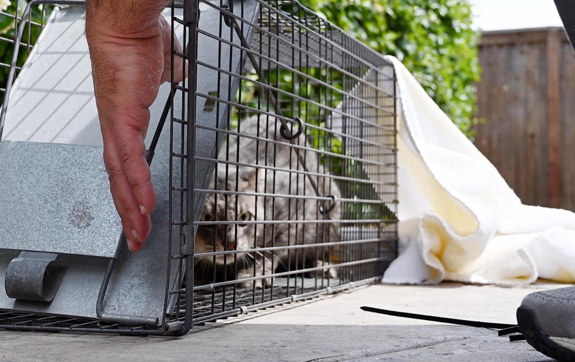 Fresno Bee columnist Marek Warszawski releases a neutered stray cat Tuesday, May 23, 2023 in Clovis.