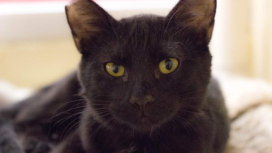 Athena, Carrie, Dominick and Panther are looking for new homes!