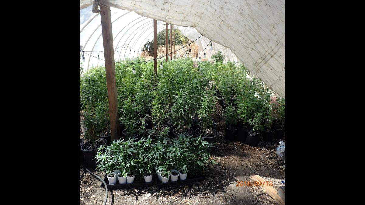 More than 3,700 marijuana plants were found and destroyed in Badger, Calif. on Tuesday, Sept. 18, 2018, the Tulare County Sheriff’s Office said.
