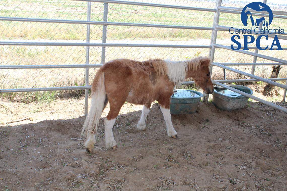 The Central California Society for the Prevention of Cruelty to Animals said it took in seven miniature horses and one full-sized horse, which had been underfed and infested with various parasite.
