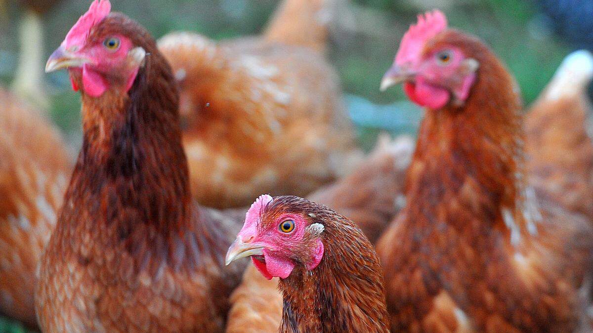 A semi-truck carrying a load full of chickens overturned and landed on its side Tuesday night just south of Selma, causing chickens to spill all over the road (file art of chickens shown).