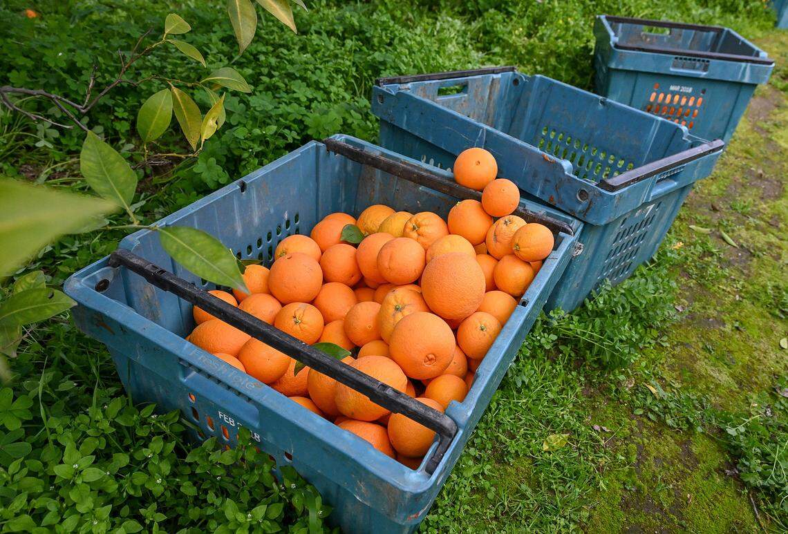Freshly picked oranges fill bins at a home with several orange trees as volunteers pick the fruit for a non-profit group called Offer Kindness that provides citrus and other fruits to the needy. 