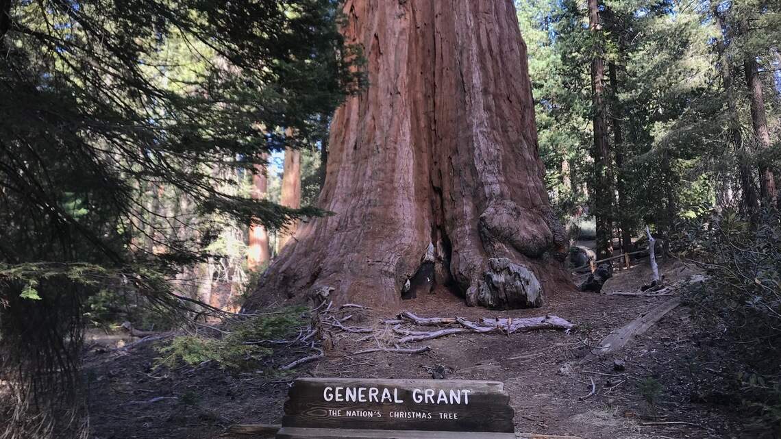 The Nation’s Christmas Tree is just outside Fresno – a perfect day trip to the forest