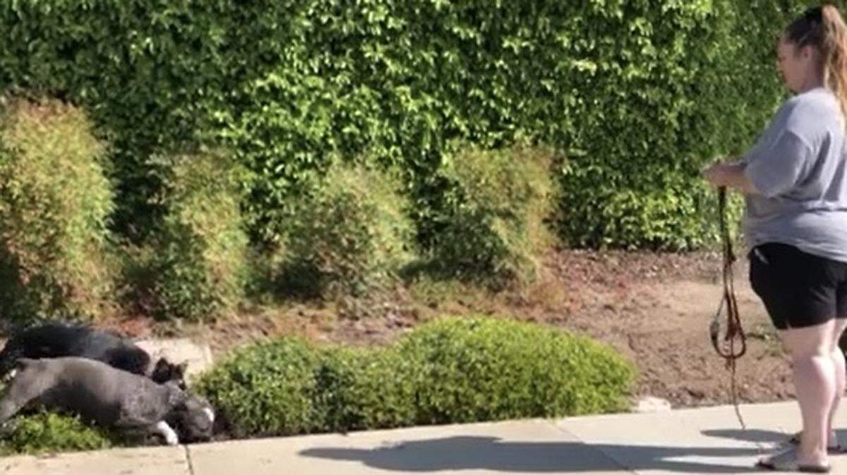 Merced Police are looking for a couple in which their dogs mauled a cat to death. Police need help in identifying the couple.
