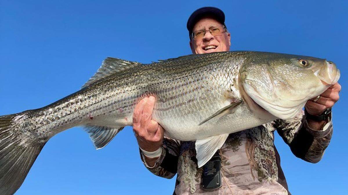 Roger George gets a photo of the 28.8-pound, 41-inch striper that he caught and released May 19 at Lake Millerton.