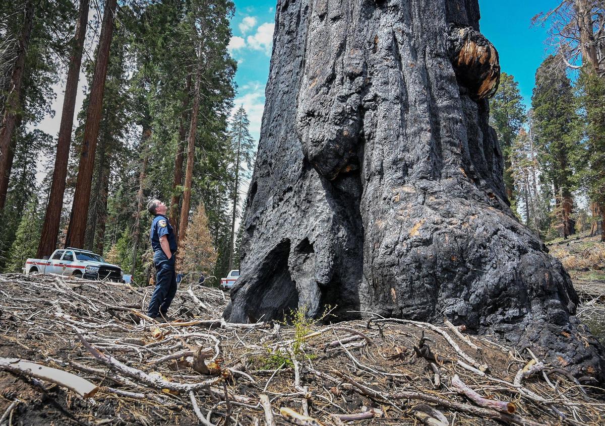 Mountain Home Demonstration State Forest manager Jim Kral looks up at a 2,000-plus-year-old giant sequoia tree that died from the 2020 Castle Fire in the Mountain Home Demonstration State Forest, on Tuesday, April 26, 2022.