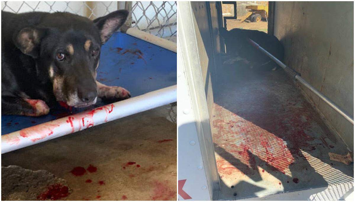 A bloodied dog brought to the Orange Cove animal shelter. A Friends of Orange Cove Animal Shelter leader said city workers frequently drop off injured dogs, some injured by a catch pole, pictured at right.