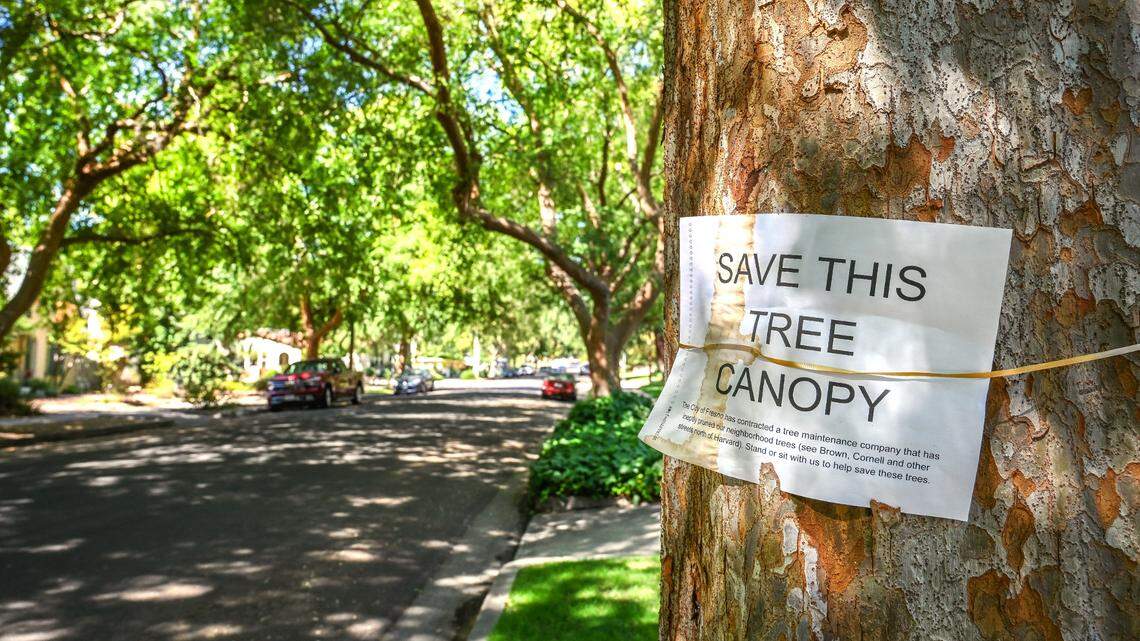 A sign protesting tree trimming is tied to a Chinese Elm tree on Harvard Avenue between Van Ness and Wilson in Fresno on Wednesday, Aug. 24, 2022. Tree service workers were hired by the city to trim trees in the area but residents argued that work on the Chinese Elms during 100-degree days would over-stress the trees.