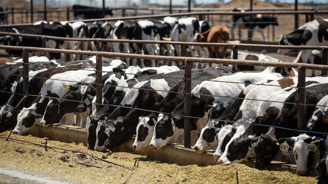 Dairy cows feed at a dairy farm, east of Corcoran, June 11, 2018.