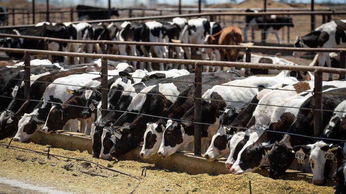 Cows feed at a dairy farm east of Corcoran, California, in this Bee file photo from June 11, 2018.