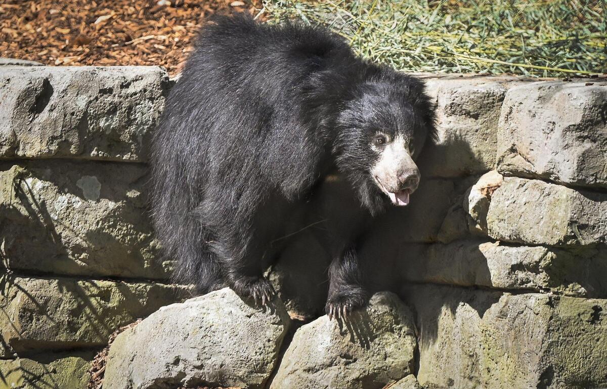 A sloth bear gets used to its expansive exhibit inside the new Kingdoms of Asia section of the Fresno Chaffee Zoo that opened to the public Saturday, June 3, 2023.