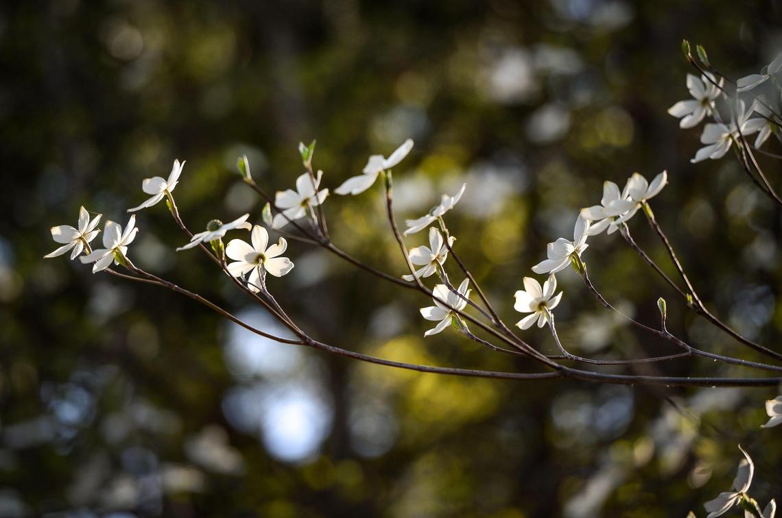 Dogwood blooms reflect waning sunlight in Yosemite Valley on a spring day on Friday, April 23, 2021.