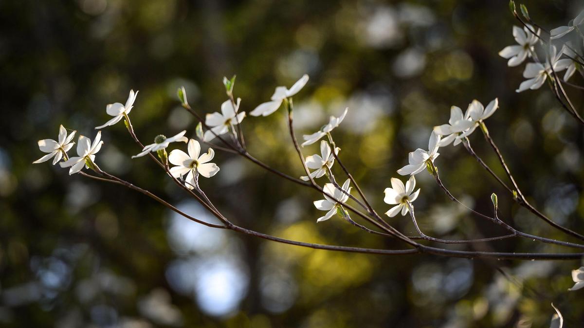 Dogwood blooms reflect waning sunlight in Yosemite Valley on a spring day in this April 23, 2021 file photo.