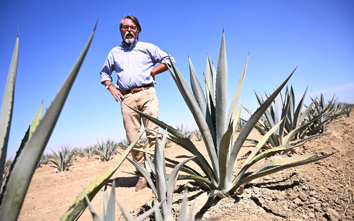 Stuart Woollf of Woolf Farming shows off some of the agave plants the company has planted on about 340 acres of land near Huron. Photographed Monday, Aug. 12, 2024.