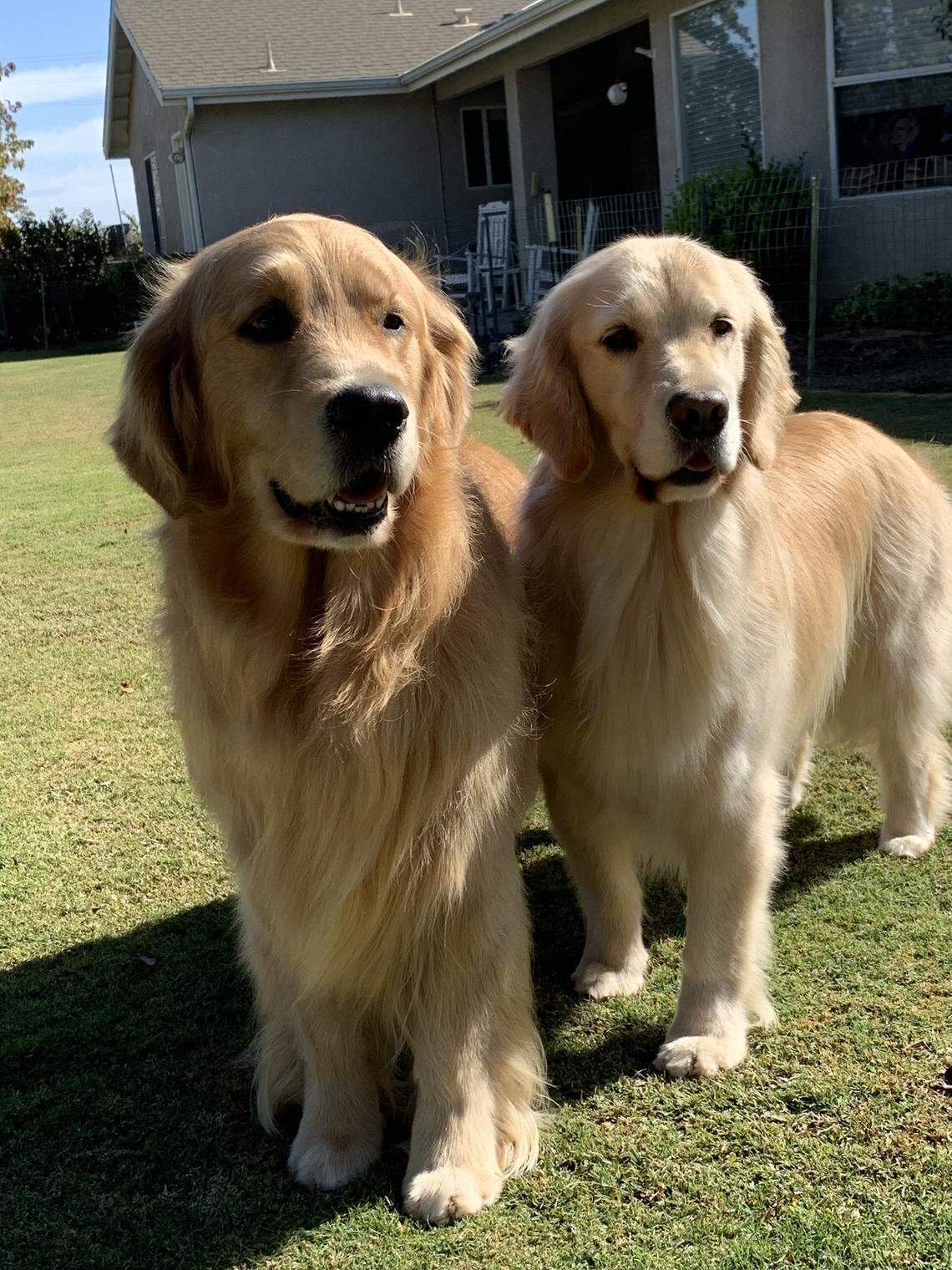 Any dog with a good temperament makes for a good service or therapy dog, but Golden Retrievers dominate the field.