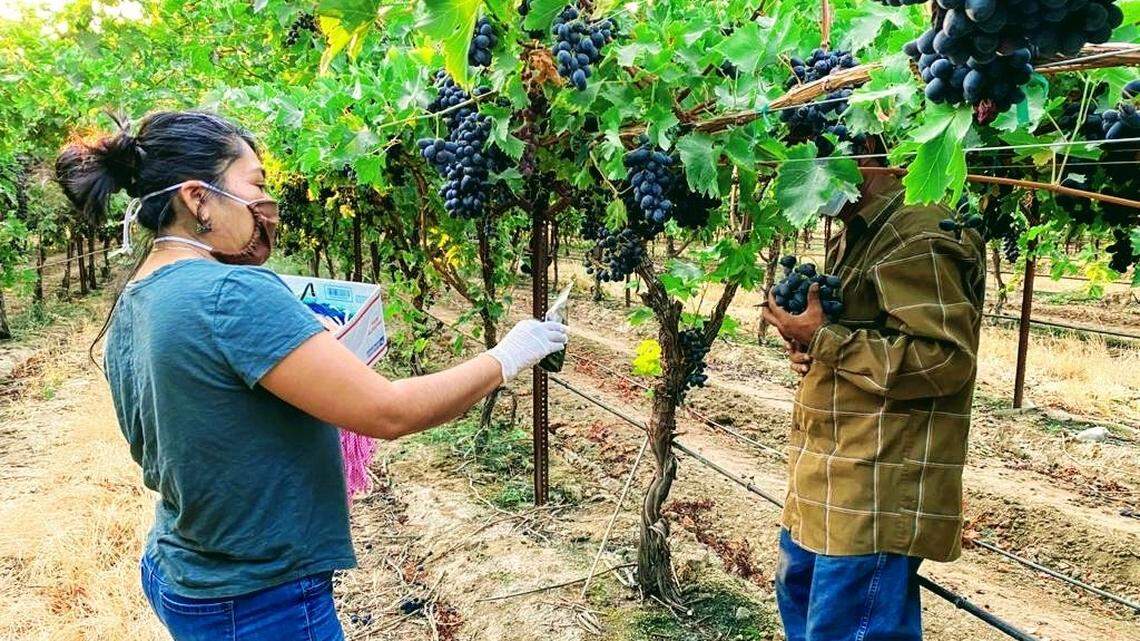 Oralia Maceda talks with a Mixtec farmworker and informs him about COVID-19 protection during a visit last year to a vineyard in Madera County.